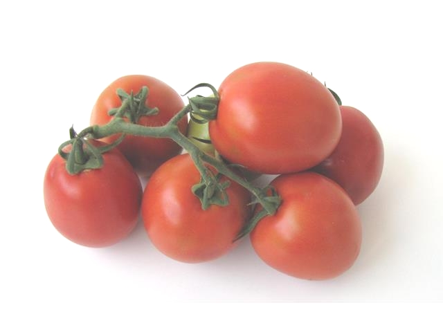 Octavio WIS indeterminate roma tomato seeds